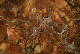 Polished Petrified Wood (Araucaria) Round - Madagascar #376812-1